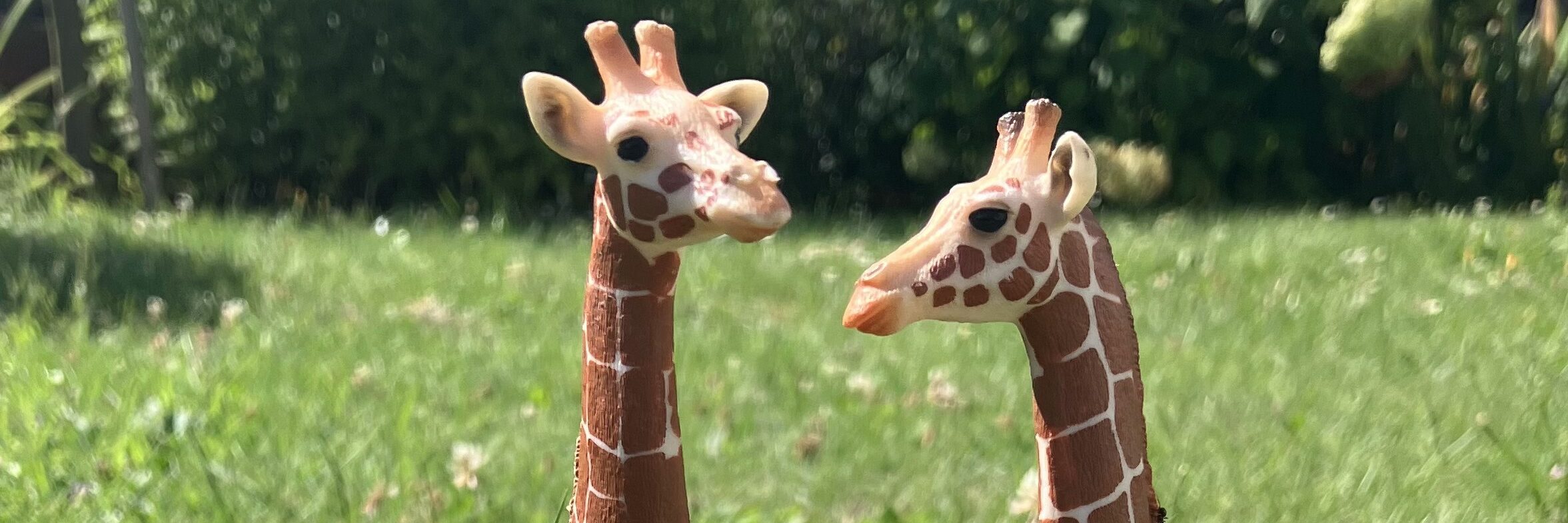 cropped-Giraffe.jpg cropped-Giraffe.jpg